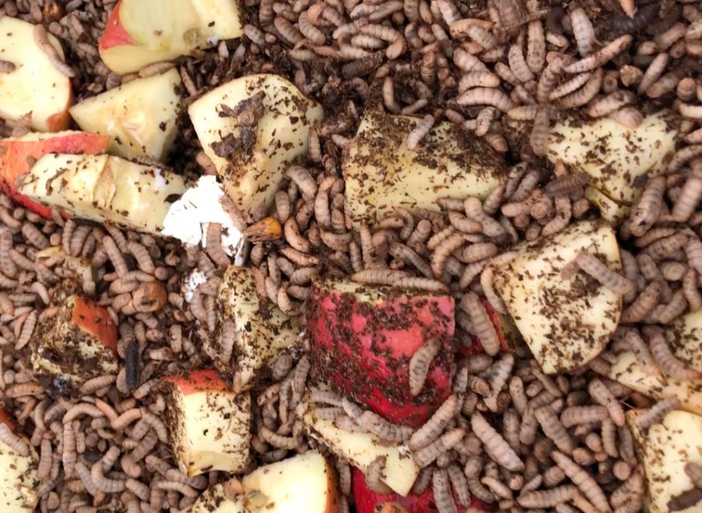 Kasserat bröd och grönsaksrester blir mat till insekter som sedan förädlas till att bli mat till fisk.